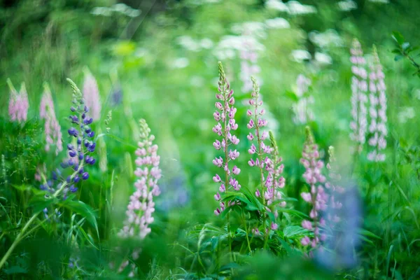 Lupiner Blomma Grön Natur Bakgrund — Stockfoto