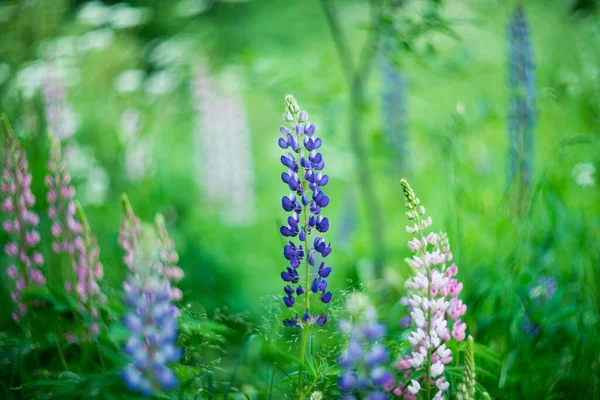 Lupin Çiçekleri Yeşil Doğa Geçmişi — Stok fotoğraf