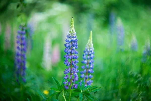 ルパンの花 緑の自然背景 — ストック写真