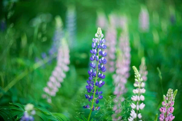 Lupins Flor Fondo Naturaleza Verde — Foto de Stock