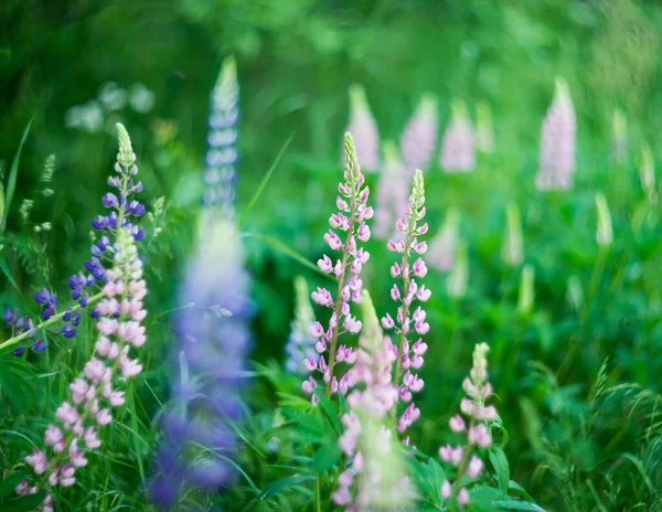 红松开花 绿色自然背景 — 图库照片