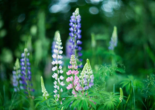 Fleurs Lupins Fond Vert Nature — Photo