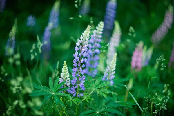 Fleurs Lupins Fond Vert Nature — Photo