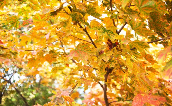 Fondo Hoja Roja Arce Otoño —  Fotos de Stock