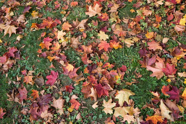 Klonowe Czerwone Tło Liści Jesień — Zdjęcie stockowe