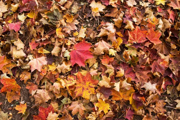 Fondo Hoja Roja Arce Otoño — Foto de Stock