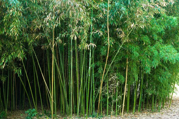 Bambusový Háj Přírodní Zelené Pozadí — Stock fotografie