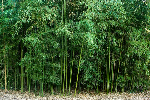 Bamboe Grove Natuur Groene Achtergrond — Stockfoto