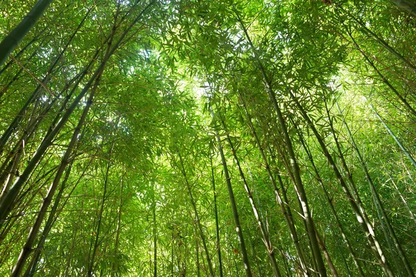 Boschetto Bambù Natura Sfondo Verde — Foto Stock