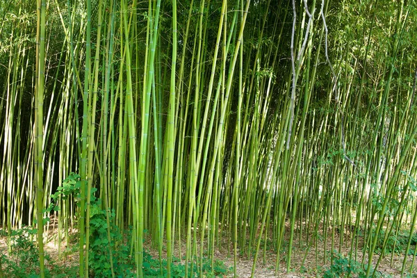 Bosque Bambú Fondo Verde Naturaleza — Foto de Stock