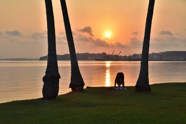 Silhouette of a person doing yoga downward facing dog by the beach under coconut tree during sunrise