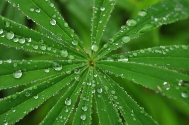 Çimlerin üzerindeki çiy damlaları