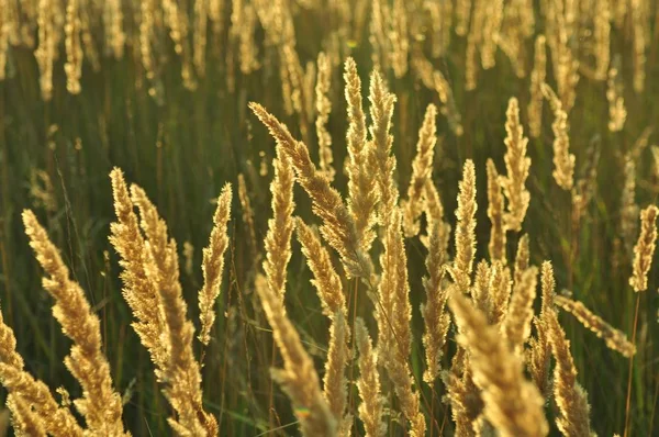 Spike Field Sunset — Stock Photo, Image