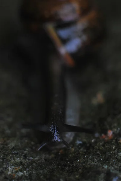 Spring Close Snail Macro — Stock Photo, Image