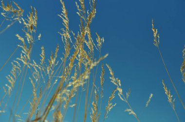 Mavi gökyüzü arka plan üzerinde spike