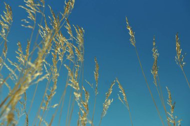 Mavi gökyüzü arka plan üzerinde spike