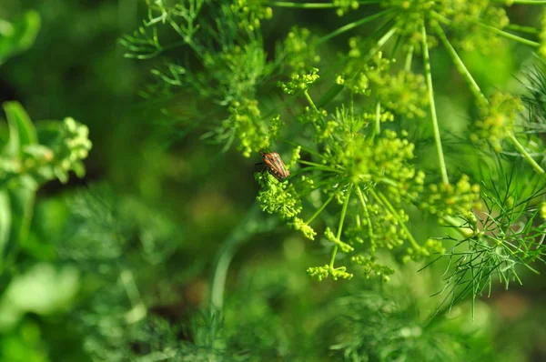 böcek makro dereotu yeşil renkleri