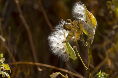 ABD Batı yarısı süt kardeş yerli çiçek ve Kanada'ya kadar.  