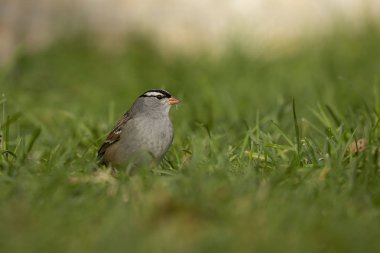 Çimenlerin üzerinde beyaz - taçlı serçe (Zonotrichia leucophrys). Wisconsin doğal ve koruma alanı