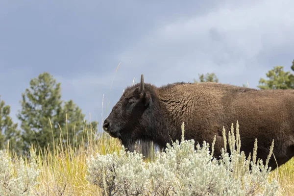Búfalo Americano Bison Bison Una Especie Bisonte América Del Norte — Foto de Stock