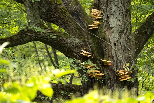 Árvore Velha Coberta Cogumelos Área Natural Arborizada — Fotografia de Stock