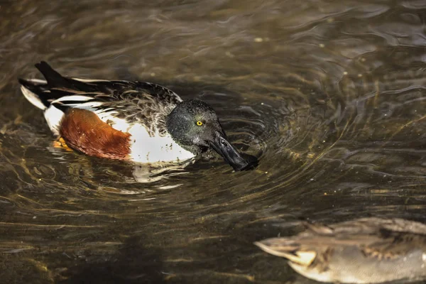 Beautiful Male Northern Shoveler Spatula Clypeata Wisconsin Lake Michigan — Stock Photo, Image