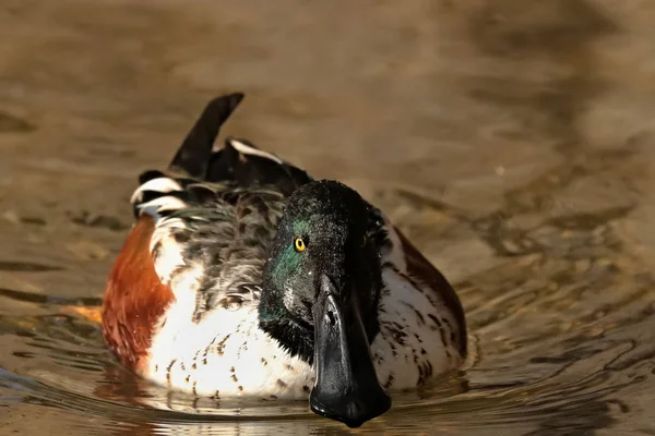 Hermosa Pala Macho Del Norte Spatula Clypeata Wisconsin Cerca Del — Foto de Stock