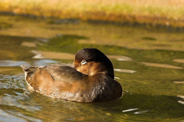 アメリカ赤毛 ハジロ属アメリカーナ 北アメリカの水鳥 米国移行鳥潜水ガモ — ストック写真