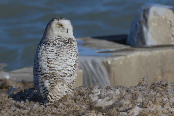 Coruja Nevada Bubo Scandiacus Margem Lago Michigan Every Inverno Essas — Fotografia de Stock