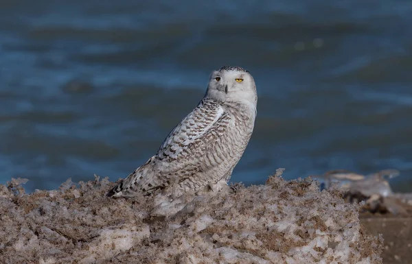 Coruja Nevada Bubo Scandiacus Margem Lago Michigan Every Inverno Essas — Fotografia de Stock