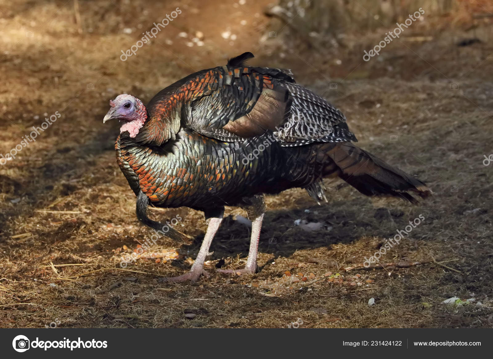 野生火鸡Meleagris Gallopavo 大型野鸟美洲原住民的鸟森林边缘的雄性土耳其——图库图片© karelbock #231424122, image size:1600x1167