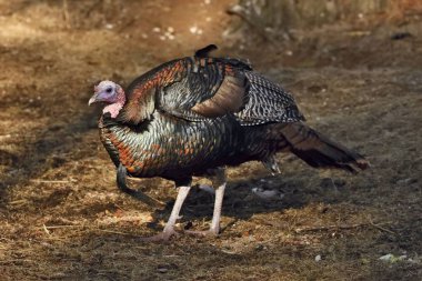 Wild Turkey (destek gallopavo) büyük oyun kuş. Kızılderili kuş. Bir orman kenarında Bay Türkiye