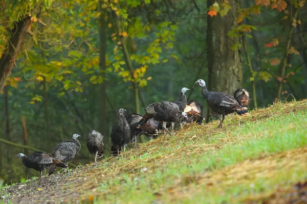 Dinde Sauvage Meleagris Gallopavo Grand Gibier Plumes Oiseau Amérindien Troupeau — Photo