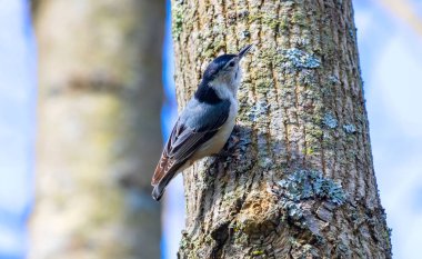 Ak göğüslü sıvacı kuşu (Sitta carolinensis) küçük şarkı kuş