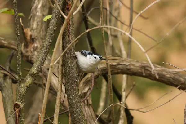 Göğüslü Sıvacı Kuşu Sitta Carolinensis Küçük Şarkı Kuş — Stok fotoğraf