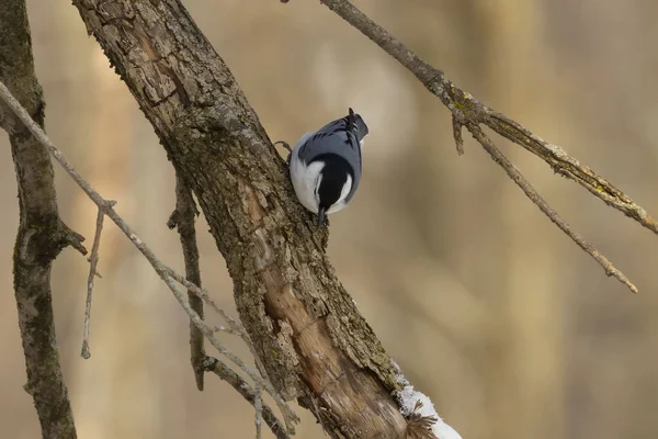 Göğüslü Sıvacı Kuşu Sitta Carolinensis Küçük Şarkı Kuş — Stok fotoğraf