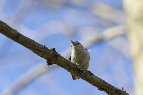 Nuthatch Peito Branco Sitta Carolinensis Pequeno Pássaro Canção Americano — Fotografia de Stock