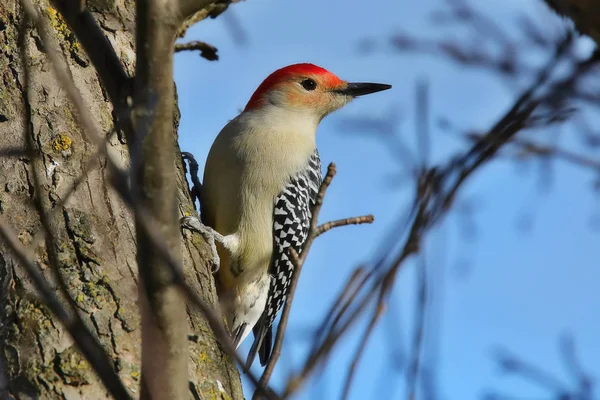 The red-bellied woodpecker (Melanerpes carolinus). Is a medium-sized woodpecker.American bird occurring mainly in the eastern United States.