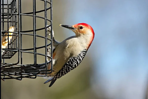 The red-bellied woodpecker (Melanerpes carolinus). Is a medium-sized woodpecker.American bird occurring mainly in the eastern United States.