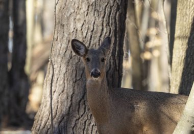 Ak kuyruklu geyik (Odocoileus virginianus) ayrıca Virginia geyik - Hind kış orman olarak biliyor. Vahşi doğa sahne Wisconsin