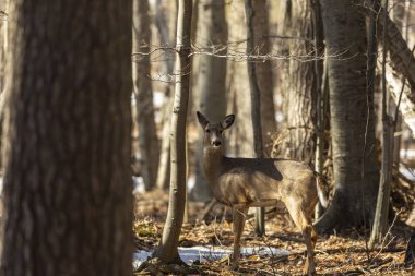 Ak kuyruklu geyik (Odocoileus virginianus) ayrıca Virginia geyik - Hind kış orman olarak biliyor. Vahşi doğa sahne Wisconsin