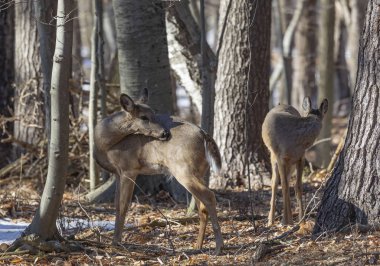 Ak kuyruklu geyik (Odocoileus virginianus) ayrıca Virginia geyik - Hind kış orman olarak biliyor. Vahşi doğa sahne Wisconsin