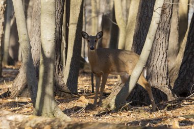 Ak kuyruklu geyik (Odocoileus virginianus) ayrıca Virginia geyik - Hind kış orman olarak biliyor. Vahşi doğa sahne Wisconsin