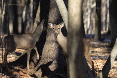 Ak kuyruklu geyik (Odocoileus virginianus) ayrıca Virginia geyik - Hind kış orman olarak biliyor. Vahşi doğa sahne Wisconsin