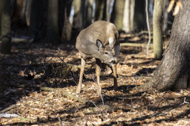 Ak kuyruklu geyik (Odocoileus virginianus) ayrıca Virginia geyik - Hind kış orman olarak biliyor. Vahşi doğa sahne Wisconsin