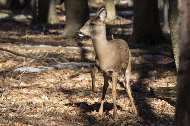 Ak kuyruklu geyik (Odocoileus virginianus) ayrıca Virginia geyik - Hind kış orman olarak biliyor. Vahşi doğa sahne Wisconsin