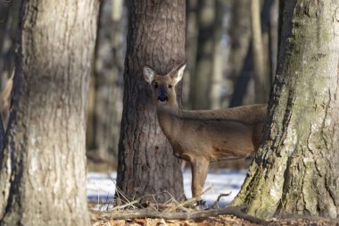 Ak kuyruklu geyik (Odocoileus virginianus) ayrıca Virginia geyik - Hind kış orman olarak biliyor. Vahşi doğa sahne Wisconsin
