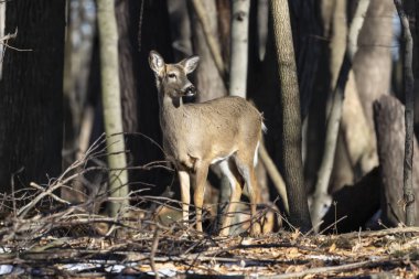 Ak kuyruklu geyik (Odocoileus virginianus) ayrıca Virginia geyik - Hind kış orman olarak biliyor. Vahşi doğa sahne Wisconsin