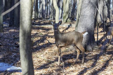 Ak kuyruklu geyik (Odocoileus virginianus) ayrıca Virginia geyik - Hind kış orman olarak biliyor. Vahşi doğa sahne Wisconsin