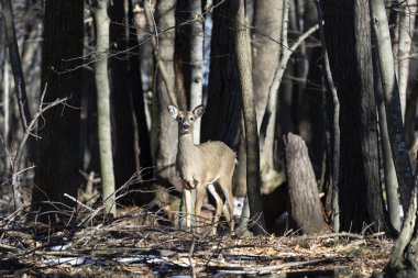 Ak kuyruklu geyik (Odocoileus virginianus) ayrıca Virginia geyik - Hind kış orman olarak biliyor. Vahşi doğa sahne Wisconsin